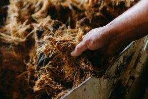 Hand Touching Shredded Agave Plant