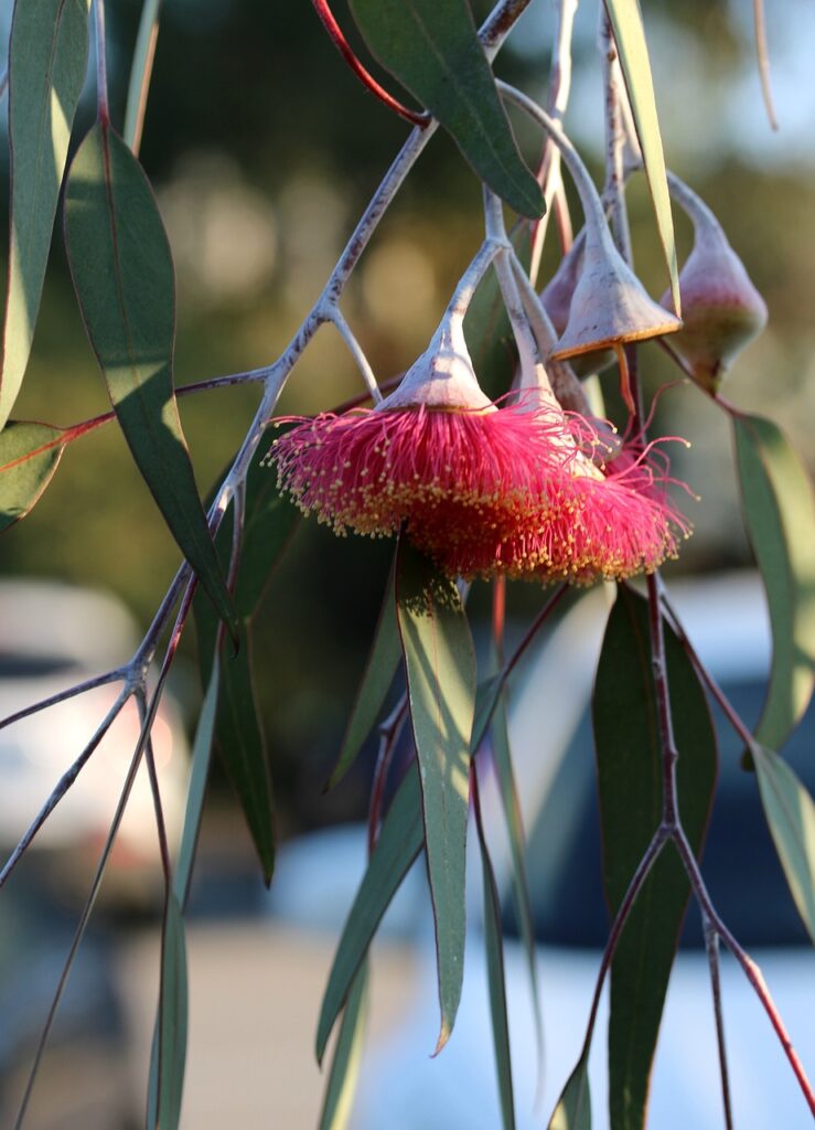 eucalyptus, eucalyptus leaves, eucalyptus blossom