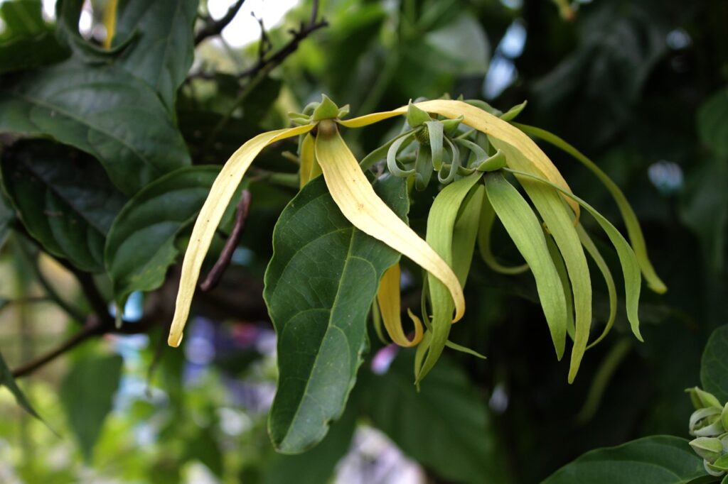 ylang-ylang, flower, aromatherapy