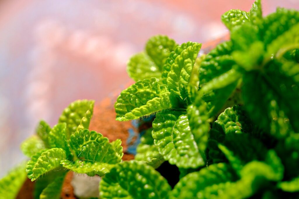 peppermint, leaves, plant