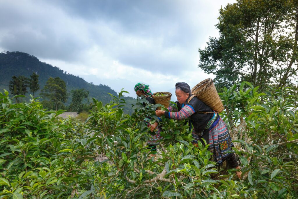 Two women in traditional attire picking tea leaves in a scenic rural landscape.