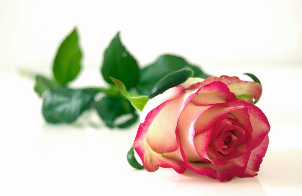 Elegant pink and white rose lying on a glossy white surface with green leaves.